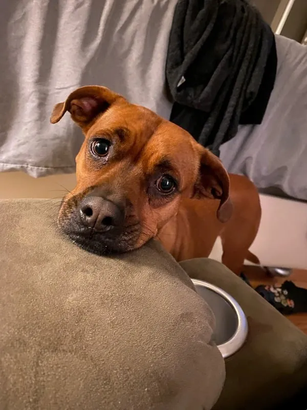 Roxy, a brown dog, also known as Goose